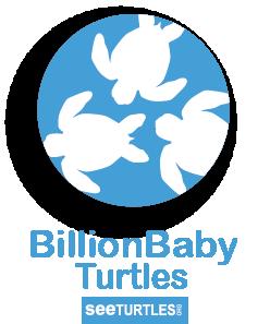 To reverse this decline, SEE Turtles has launched Billion Baby Turtles.