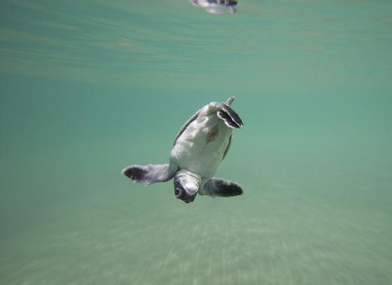 About SEE Turtles was launched in 2008 as the world s first effort to protect sea turtles through ecotourism.