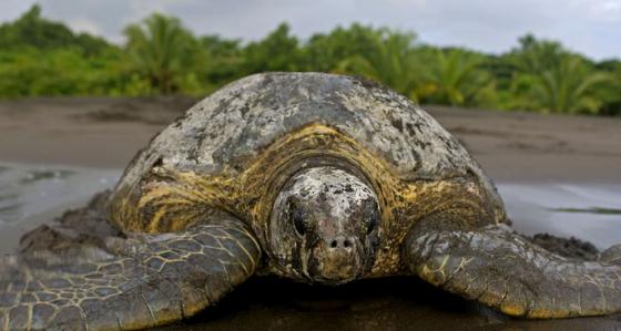 Did You Know? Top 10 Turtle Facts 1.