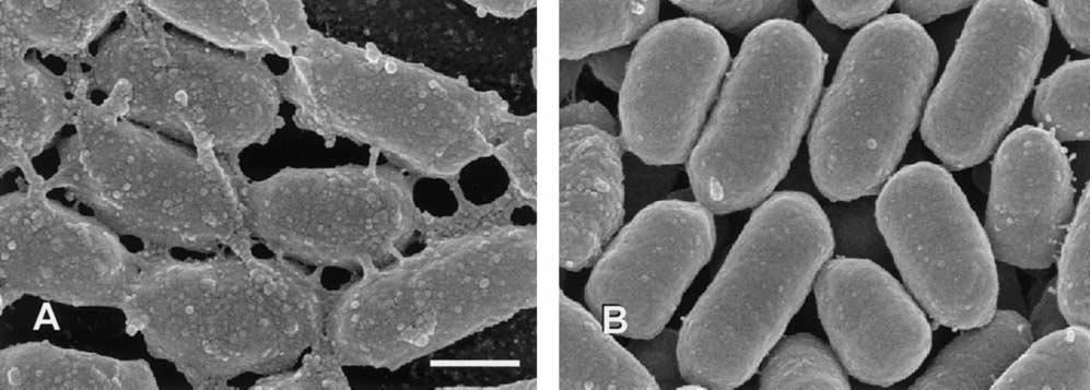 Antibiotic Resistance, Biofilms and Quorum Sensing in Acinetobacter Species 203 Fig. 6.