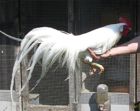 It is said that you should never put the 'show roosters' in the breeding pen; otherwise their tail feathers will moult.