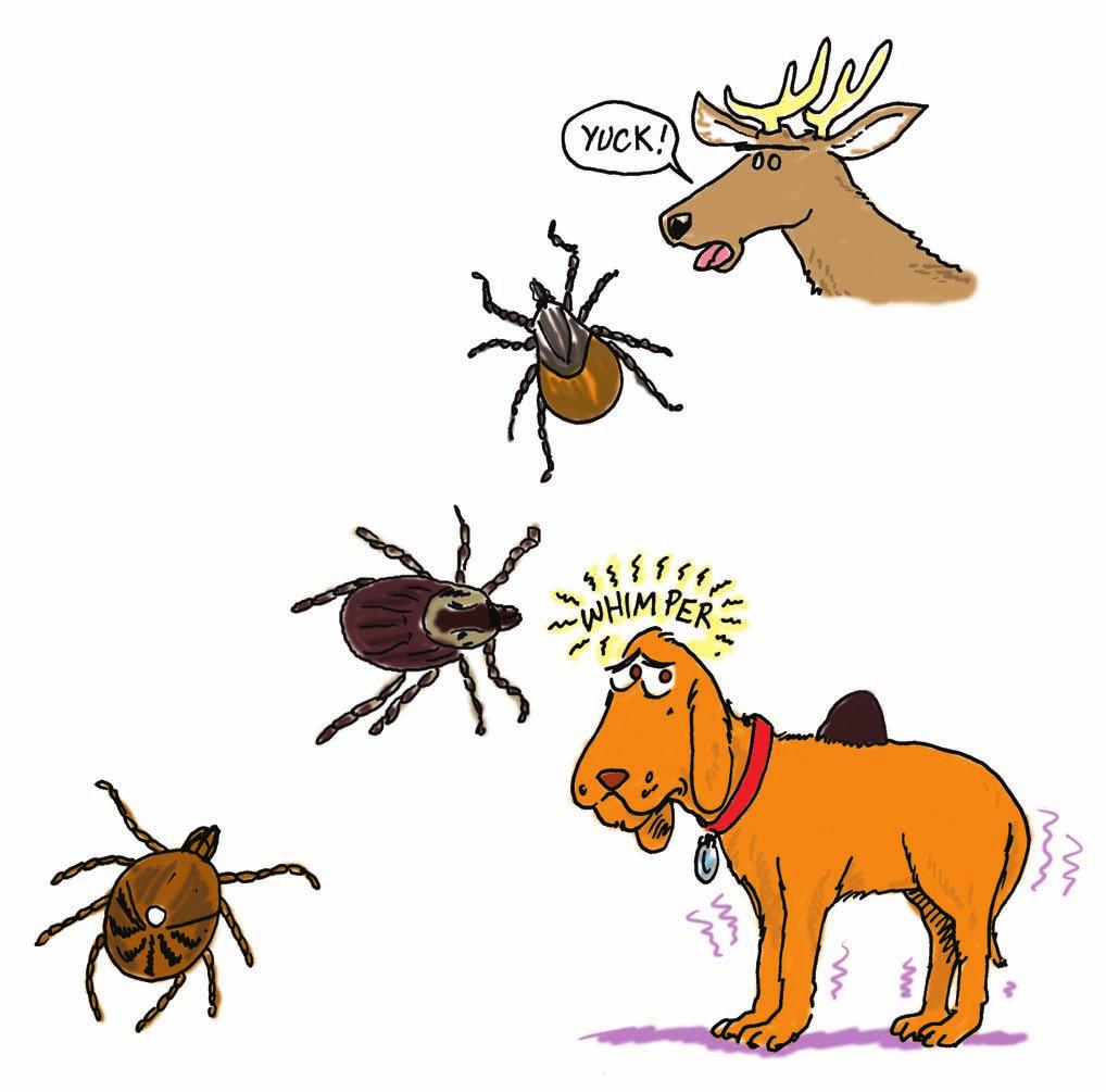 Some ticks have names that match how they look or where they live.