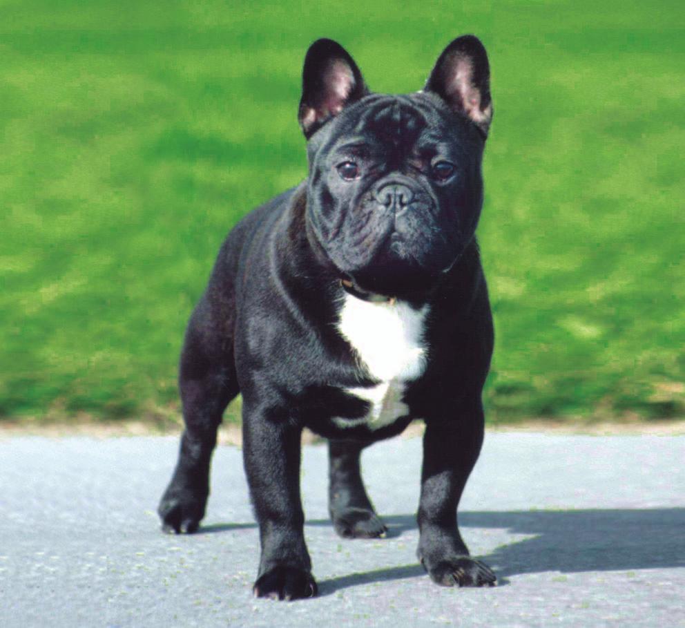 THE KENNEL CLUB DOG HEALTH GROUP ANNUAL REPORT 2013 FRENCH BULLDOG The French Bulldog was removed from the list of high profile breeds in the autumn of 2013.