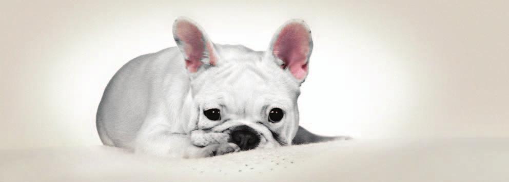 DOG HEALTH GROUP ANNUAL REPORT 2013 THE KENNEL CLUB SPECIAL FEATURE - FRENCH BULLDOGS We are grateful to Penny Rankine-Parsons, French Bulldog Breed Health Co-ordinator, who has provided the