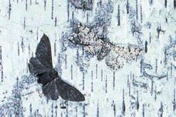 Example: Peppered Moths Manchester, England 1845.
