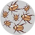 End result: Since the brown beetles live longer, they have more offspring.