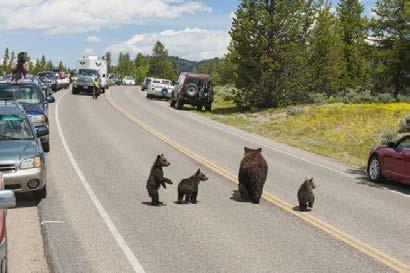 Bear 399 became famous among park visitors. (Photo: Tom Mangelsen) Navigating the dangers of humans is key to the survival of the park's grizzlies. This is where 399 has excelled.