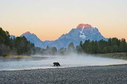 The North American landscape is incomplete without the silhouette of a grizzly bear. (Photo: Tom Mangelsen) Bear 399 has been a draw for visitors, and also for scientists.