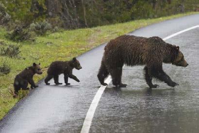Bear 399 guides her cubs through the park, teaching them the landscape, and of course the roads.