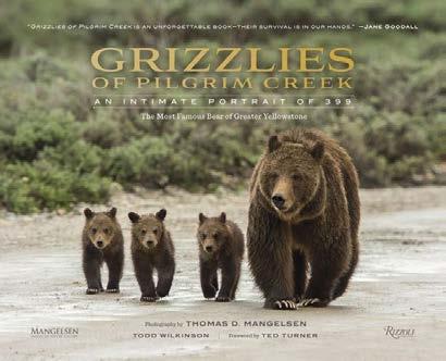 Bear 399 is the most famous grizzly in Yellowstone, and in 2015 sparked a saga that had her very life in question.