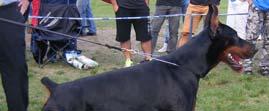 2014 IDC SIEGER DOGS: Black Sieger Pocho di