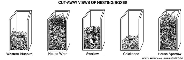 4. Identification Guide Other cavity nesting birds besides Bluebirds may try to use the nest box.