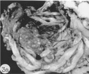 The entire intestine was examined in the cat and adult Mesocestoides sp. were not found in the lumen. Fig. 1.
