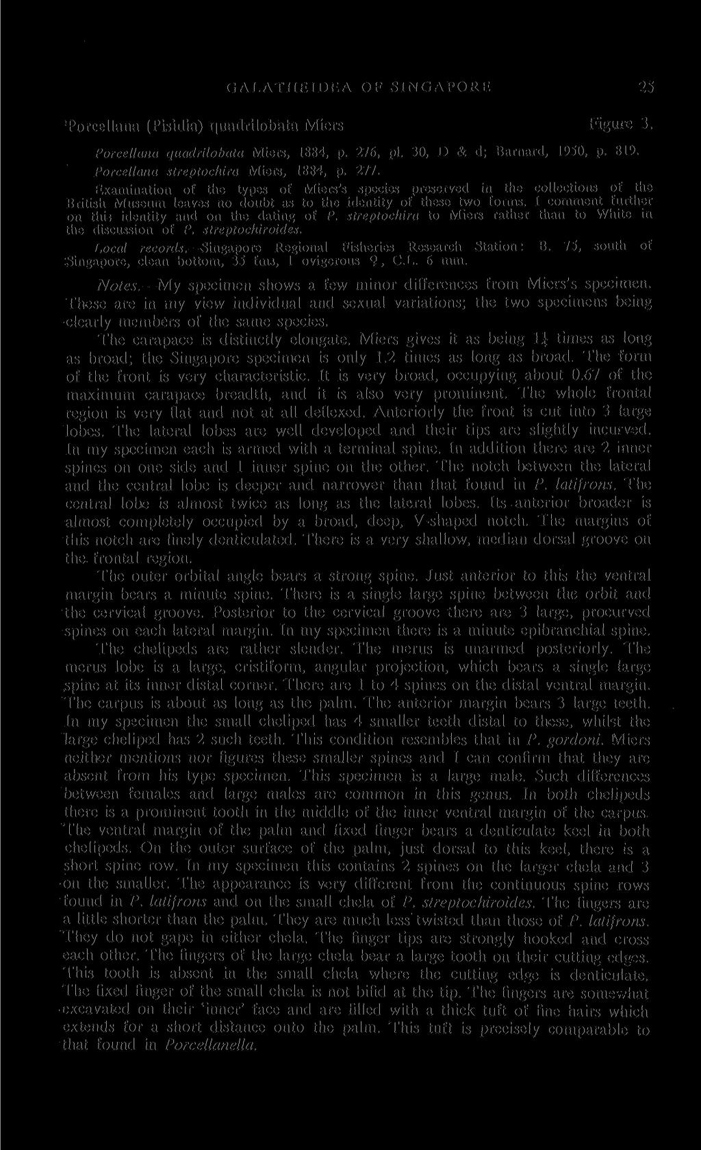 GALATHEIDEA; OF SINGAPORE 25 Porcellana (Pisidia) quadrilobata Miers Figure 3. Porcellana quadrilobata Miers, 1884, p. 276, pi. 30, D & d; Barnard, 1950, p. 819.