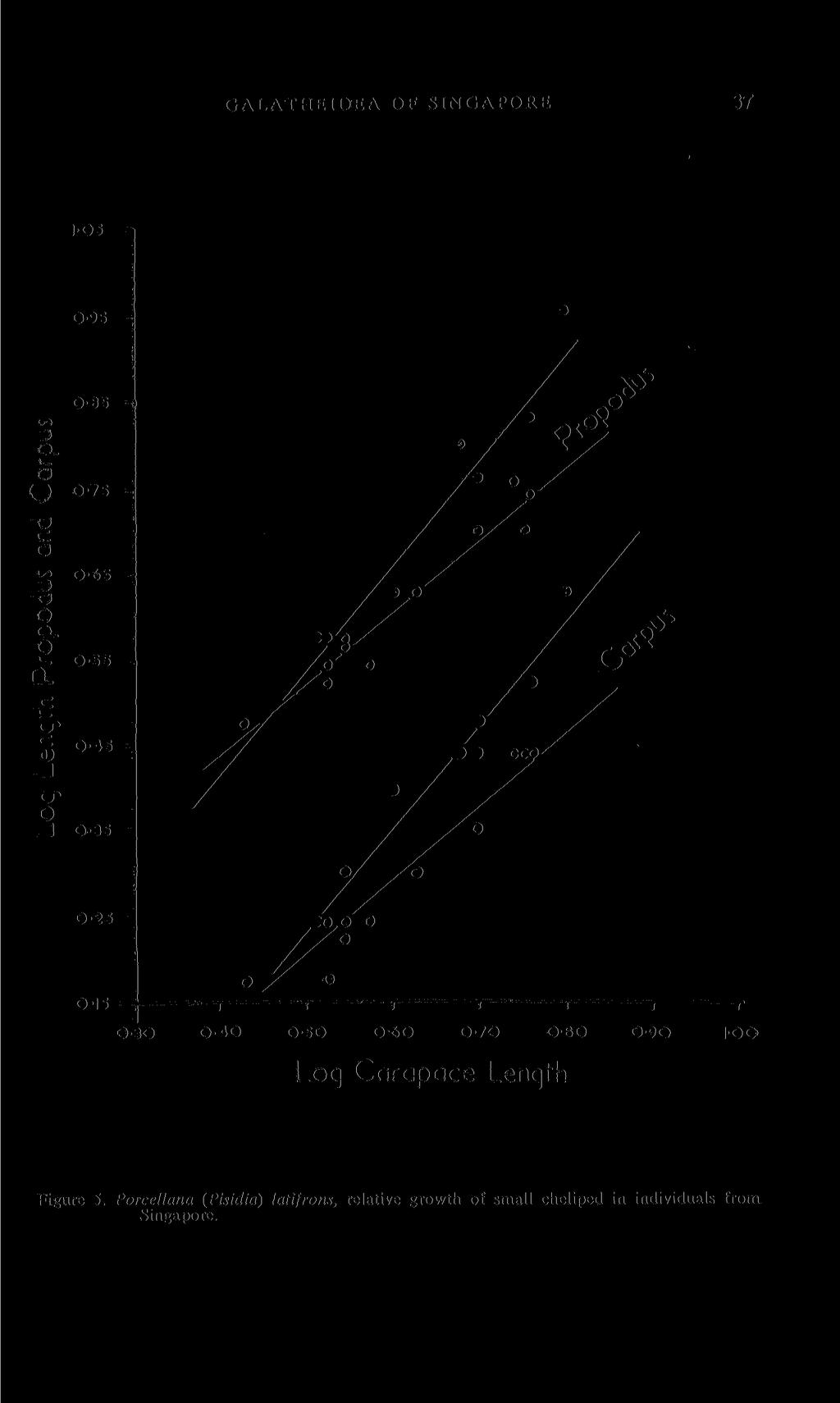 GALATHEIDEA; OF SINGAPORE 37 0-30 0-40 0-50 0-60 0-70 0-80 0-90 IOO Loq Carapace Lenqth Figure 5.