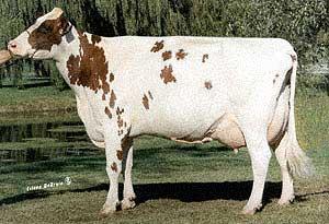 Hereford Cattle Good