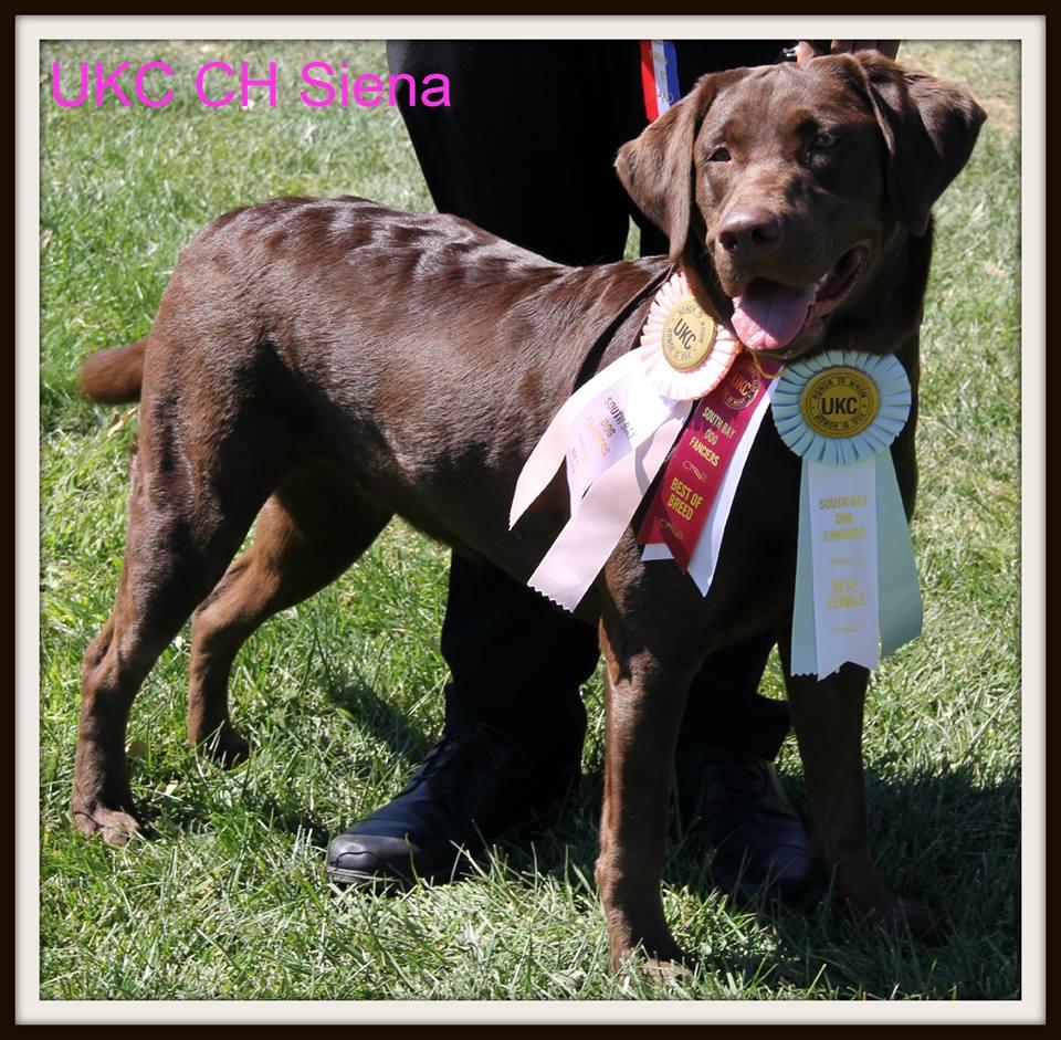 - There will always be MLPH gene carrying Labradr Retrievers Breeders will cntinue t breed their Labradr Retrievers, especially if the fcus f the line is nt cnfrmatin/shw.