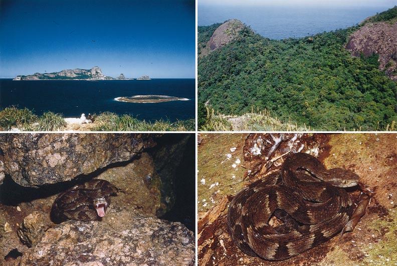 September 2002] HERPETOLOGICA 305 FIG. 1. Bothrops alcatraz type locality and two specimens in situ.