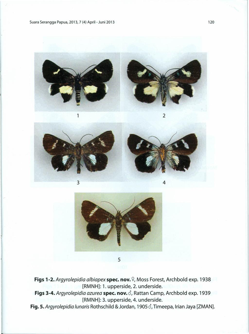 Suara Serangga Papua, 2013, 7 (4) April- Juni 2013 120 2 3 4 5 Figs 1-2. Argyrolepidia albiapex spec. nov. <;J, Moss Forest, Archbold expo 1938 [RMNH]: 1. upperside, 2. underside. Figs 3-4.