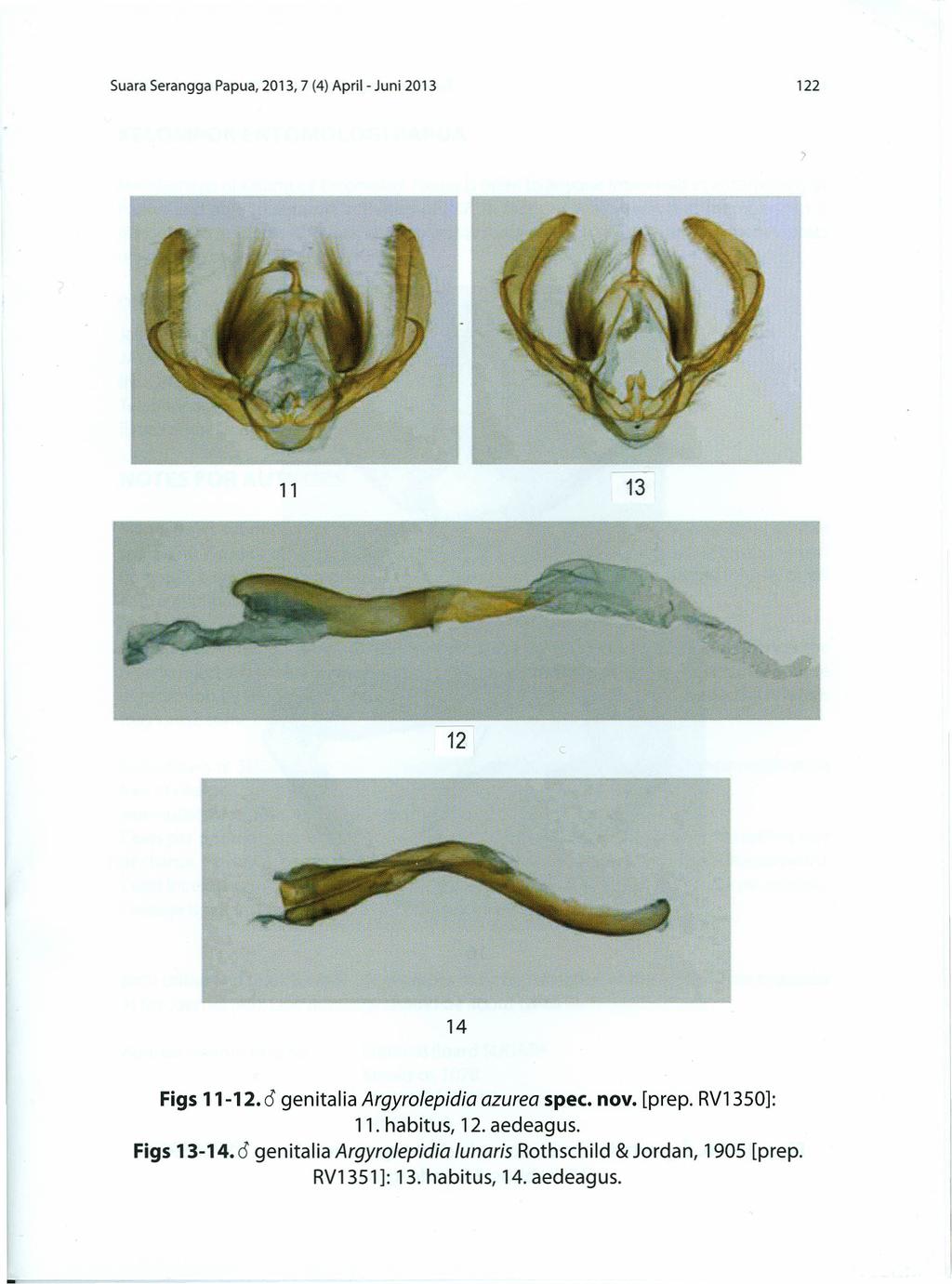 Suara Serangga Papua, 2013, 7 (4) April - Juni 2013 122 11 13 12 14 Figs 11-12. 0 genitalia Argyrolepidia azurea spec. nov. [prep.
