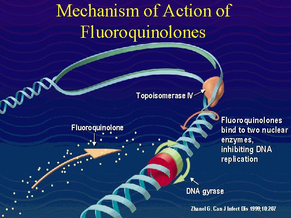 Fluoroquinolones MOA- rapidly bactericidal; inhibits bacterial DNA synthesis through binding of DNA gyrase and topoisomerase IV MOA- rapidly bactericidal; inhibits bacterial DNA synthesis through