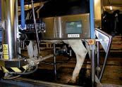 Sida 2 av 4 Ensure reasonable number of milkings with regular intervals Milk cows 2-3(4) times a day < 6 h milking intervals (MI) may be detrimental to teat tissue (recovery may take 6 hours) because