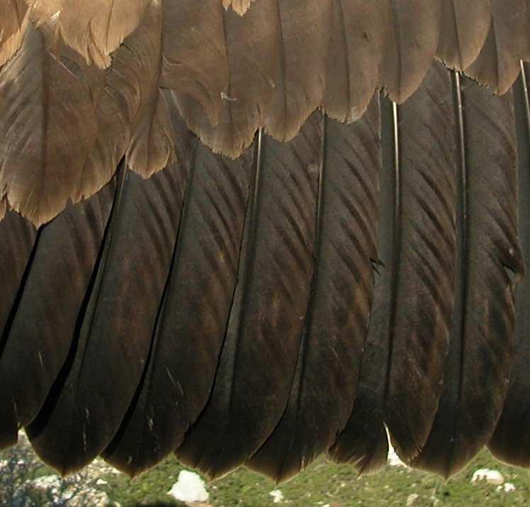 adult; right  Eagle.