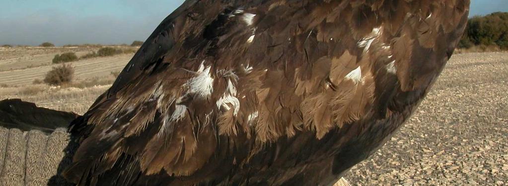 Duration of postjuvenile moult is 4 to 5 years; body feathers, three or four inner primaries, some tertials and tail feathers are