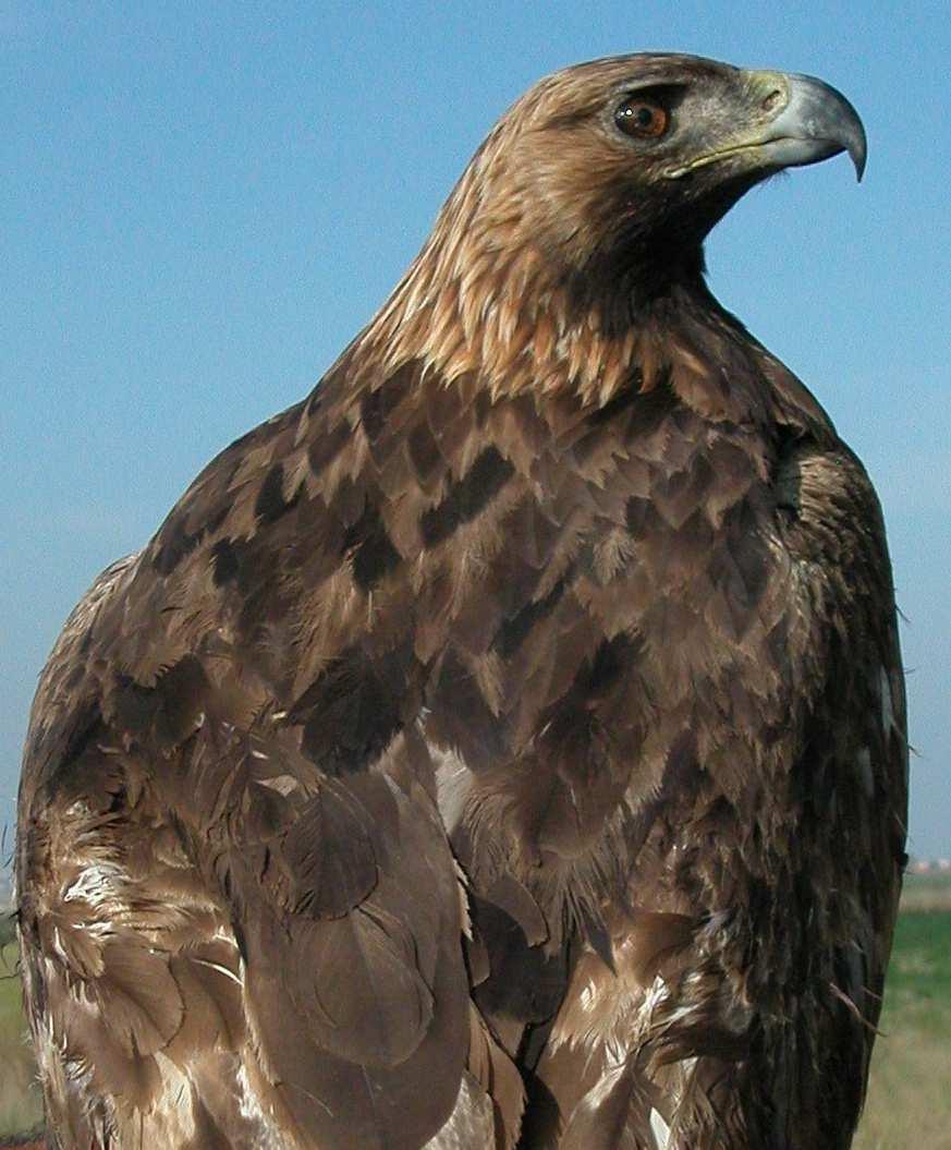 6 Eagle Eagle.