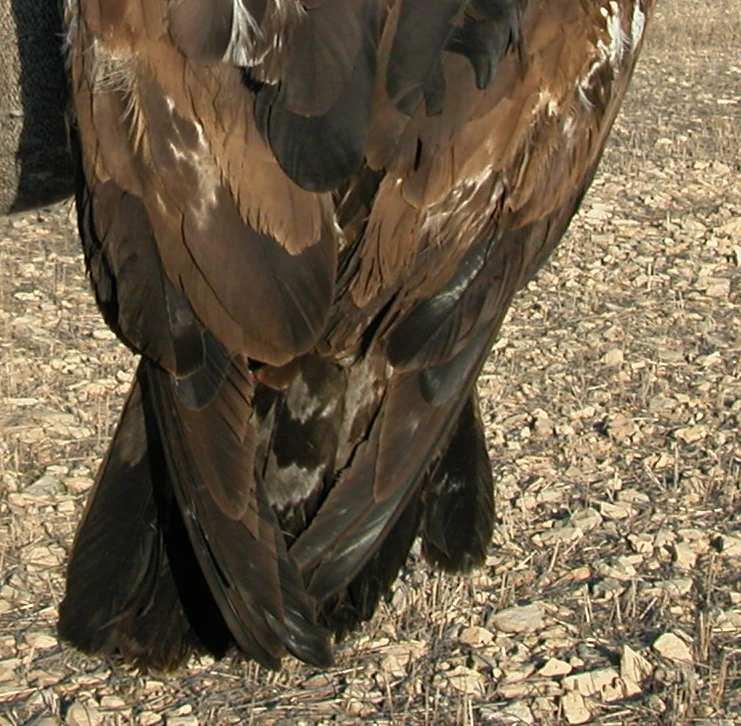 juvenile (4-II) Eagle.