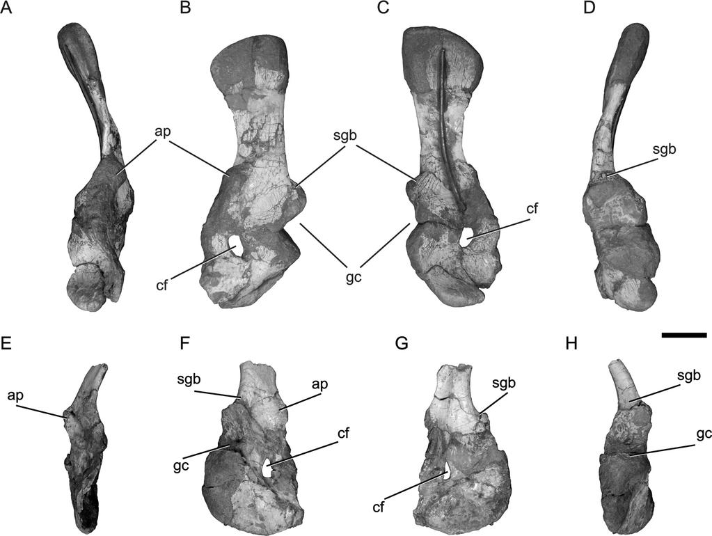 MONTEFELTRO ET AL. TEYUMBAITA SULCOGNATHUS POSTCRANIAL ANATOMY 75 FIGURE 8. Teyumbaita sulcognathus (UFRGS-PV-0232T). Left (A D)andright(E H) scapulocoracoids.