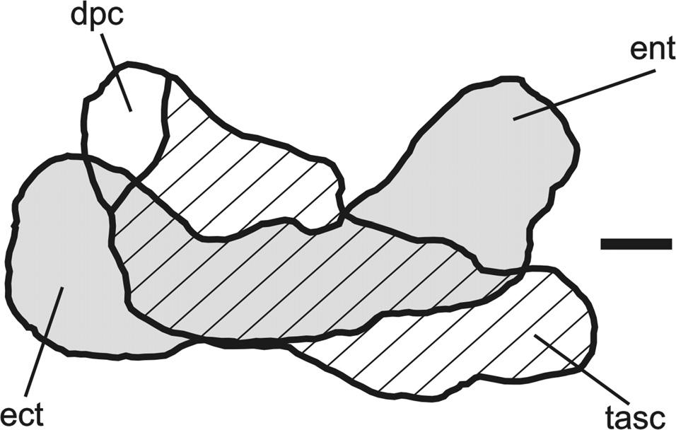 78 JOURNAL OF VERTEBRATE PALEONTOLOGY, VOL. 33, NO. 1, 2013 FIGURE 11. Teyumbaita sulcognathus (UFRGS-PV-0232T). Schematic drawings of left humerus.