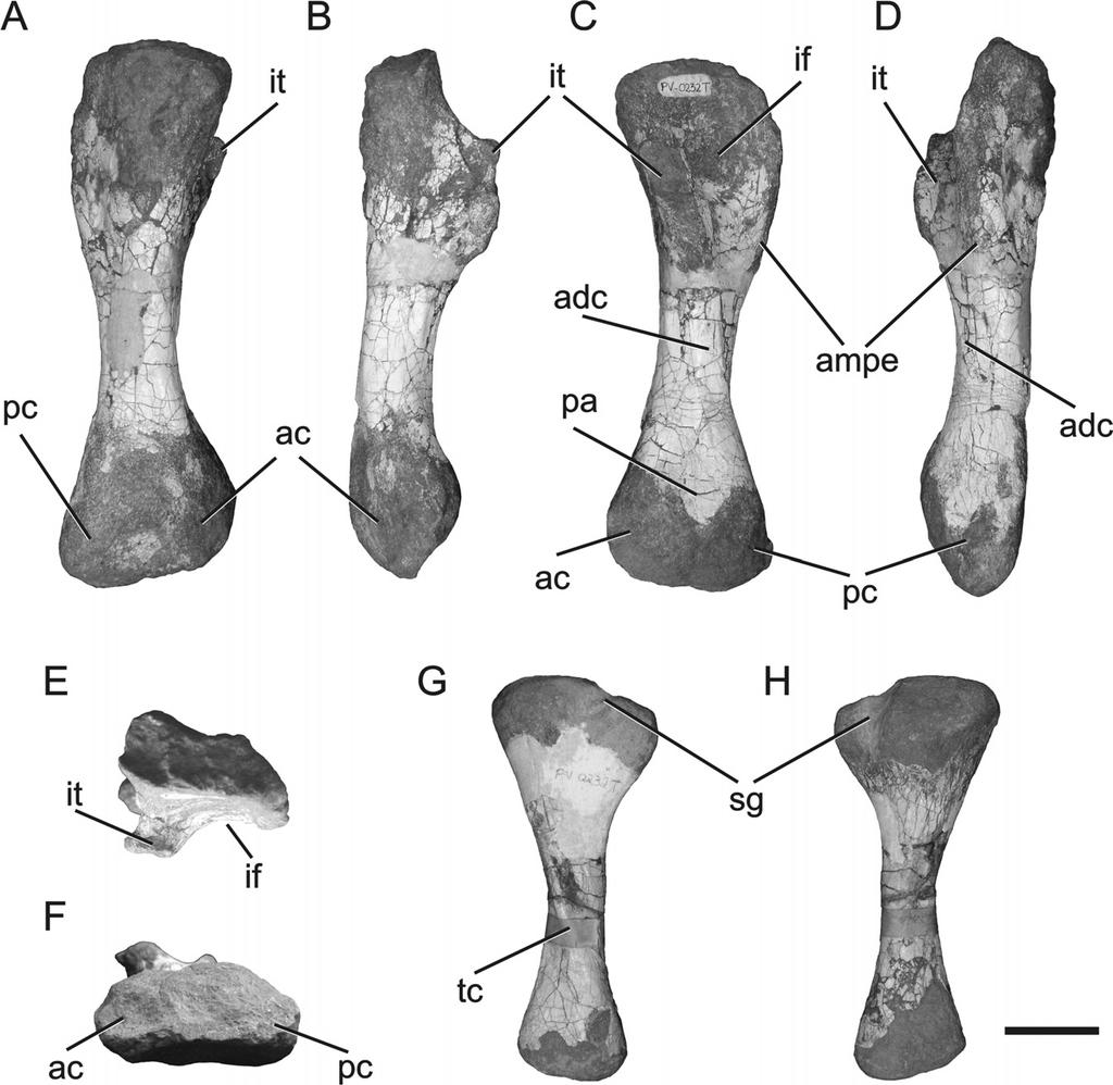 MONTEFELTRO ET AL. TEYUMBAITA SULCOGNATHUS POSTCRANIAL ANATOMY 79 FIGURE 13. Teyumbaita sulcognathus (UFR GS-PV-0232). Right femur (A F) and tibia (G H).