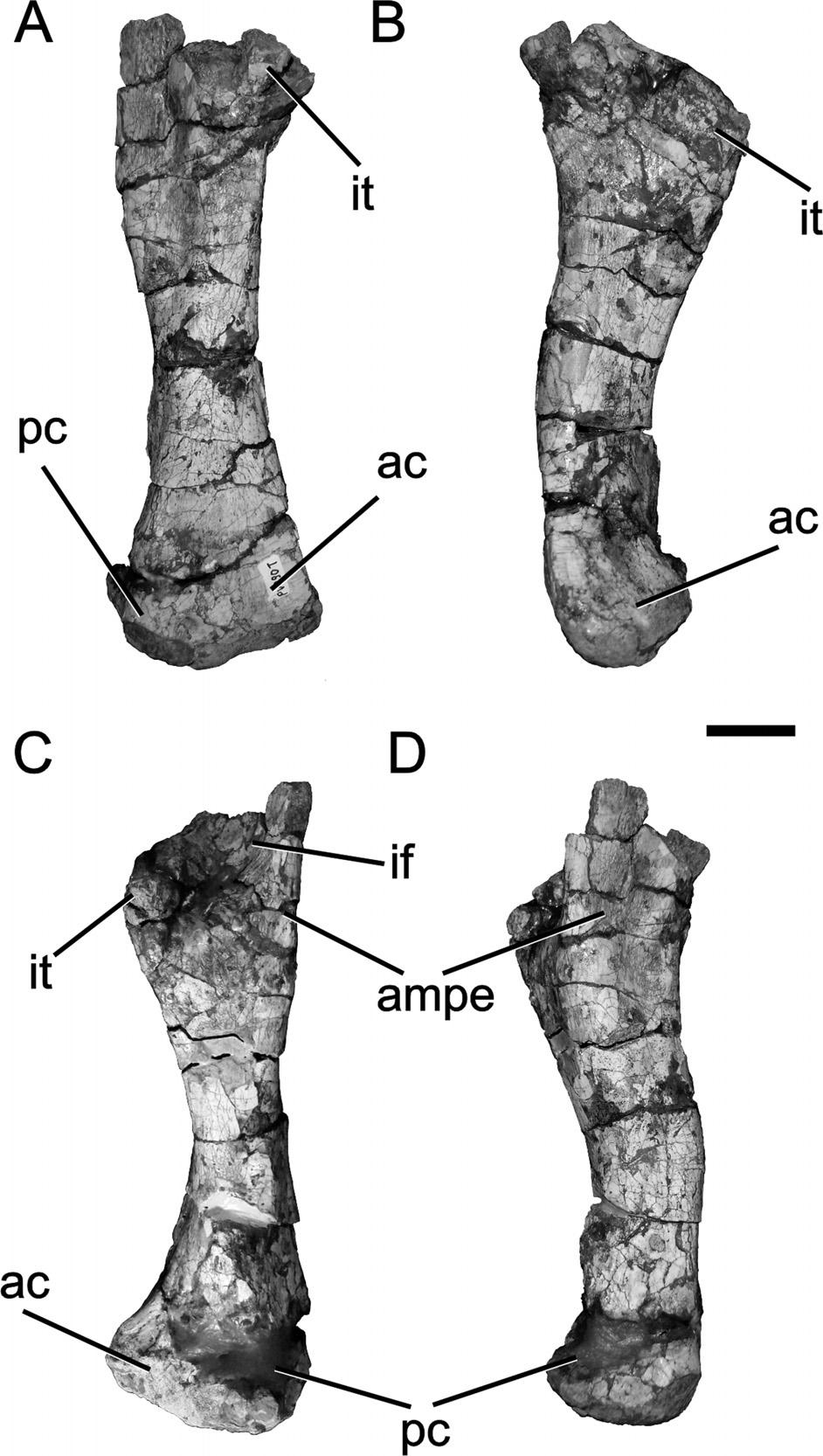 80 JOURNAL OF VERTEBRATE PALEONTOLOGY, VOL. 33, NO. 1, 2013 FIGURE 15. Teyumbaita sulcognathus (UFRGS-PV-0290T). Right femur. A, dorsal view; B, anterior view; C, ventral view; D, ventral view.