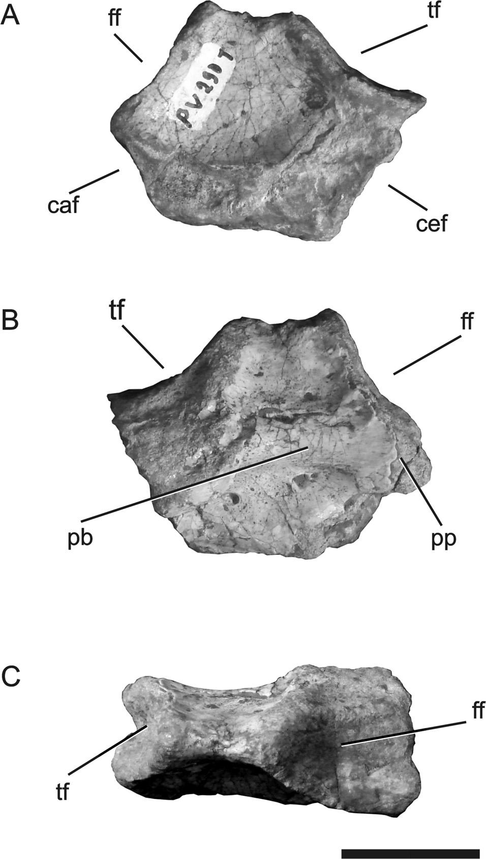 MONTEFELTRO ET AL. TEYUMBAITA SULCOGNATHUS POSTCRANIAL ANATOMY 81 FIGURE 18. Teyumbaita sulcognathus (UFRGS-PV-0290T). Right astragalus. A, anterior view; B, posterior view; C, proximal view.