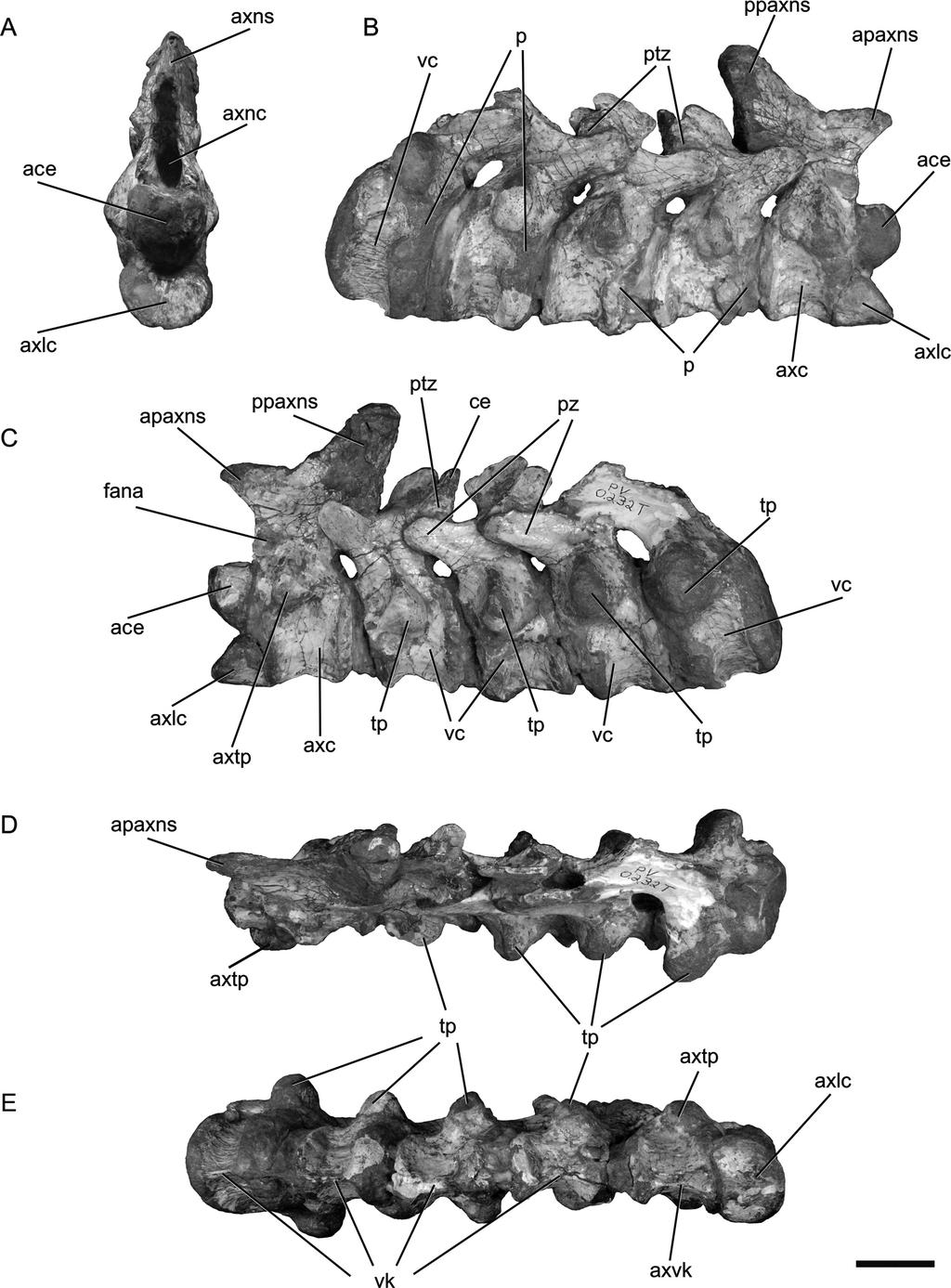 MONTEFELTRO ET AL. TEYUMBAITA SULCOGNATHUS POSTCRANIAL ANATOMY 69 FIGURE 2. Teyumbaita sulcognathus (UFRGS-PV-0232T).