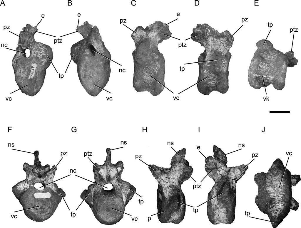 72 JOURNAL OF VERTEBRATE PALEONTOLOGY, VOL. 33, NO. 1, 2013 FIGURE 4. Teyumbaita sulcognathus (UFRGS-PV-0232T). Isolated cervical (A E) and trunk (F J) vertebrae.