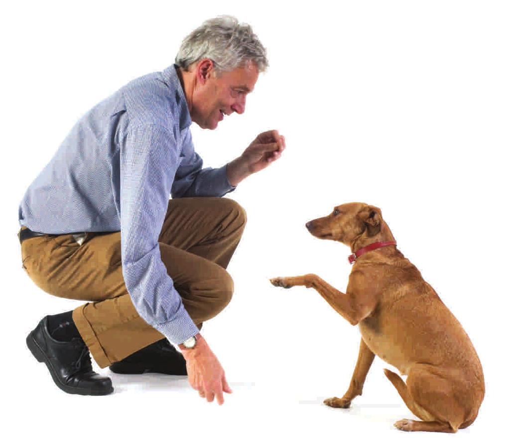 Training Guidelines Training Step 1. Teach your pet to turn the gentle stimulation on and off. This step allows your pet to make and learn from mistakes using gentle pressure.