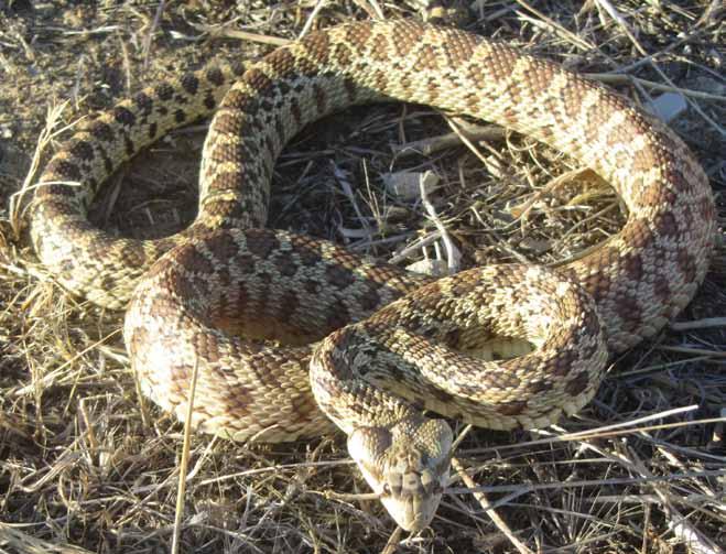 Natural history note Rattlesnake Mimicry in the Pacific Gopher Snake (Pituophis catenifer catenifer) Howard O. Clark, Jr., Senior Widlife Ecologist, H. T.