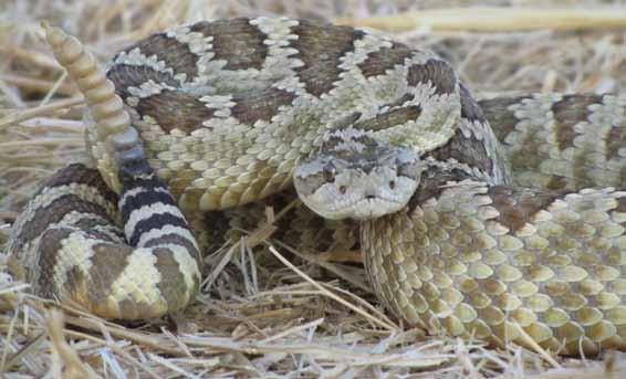 com Mimicry of rattlesnakes by gopher snakes is well known (Bezy 1993, Sweet 1985), however there are times where the mimicry is so well done that a double-take is necessary to tell the two species