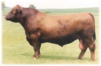 He ranks in the top 10% of the breed for Marbling and he posts progeny ratios of 101 for WW, YW, and RE.