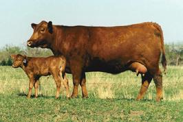 This package of 3 embryos has the potential to add variety to the Red Angus breed and bring something new and different to your operation.