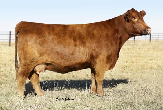 9 3 Embryos by Code Red x JRA Monte 91 VGW Game Plan 508 Sire: PIE Code Red 9058 (1348362) PIE Stormy 541 Meado-West Montana Creek 413 Dam: JRA Monte 91 (1243083) JRA James 4059 Projected EPD s: CED