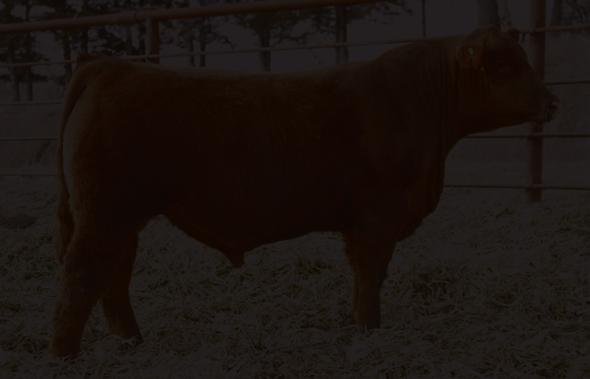 Sire to Lot 11 Dam to Lot 11 Maternal brother to Lot 11 3 Embryos by Cutting Edge X Lakota 861 Laflins Cutting Edge 2075 Sire: Haycow