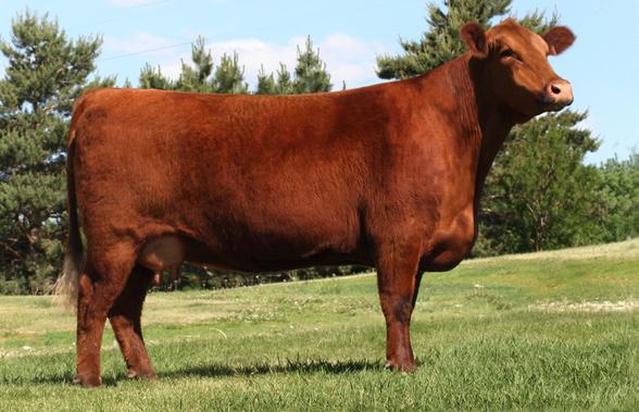 Res National Champion Female. Her most recent sons sold in our 2013 Bull sale and averaged $6500.
