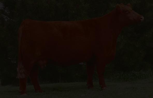 You can expect these calves to be dark red, heavy muscled and long patterned.