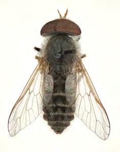 Norwegian Journal of Entomology 61, 219 264 (2014) 9 10 12 11 13 FIGURES 9 13. Species in the genus Atylotus. 9. A. fulvus (Meigen, 1804). 10. A. plebejus (Fallén, 1817). 11. A. rusticus (Linnaeus, 1767).