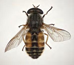 Falck: The Horse Flies (Diptera,