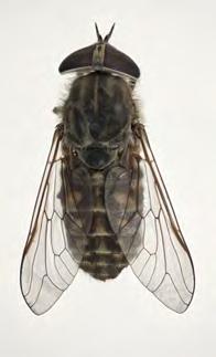 Falck: The Horse Flies (Diptera, Tabanidae) of Norway