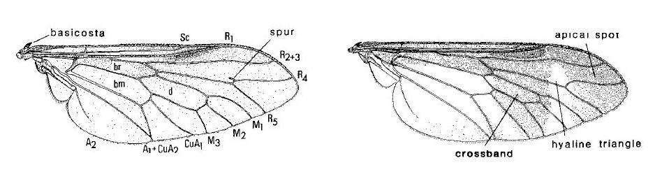 Norwegian Journal of Entomology 61, 219 264 (2014) B C A D E F G FIGURE 1.